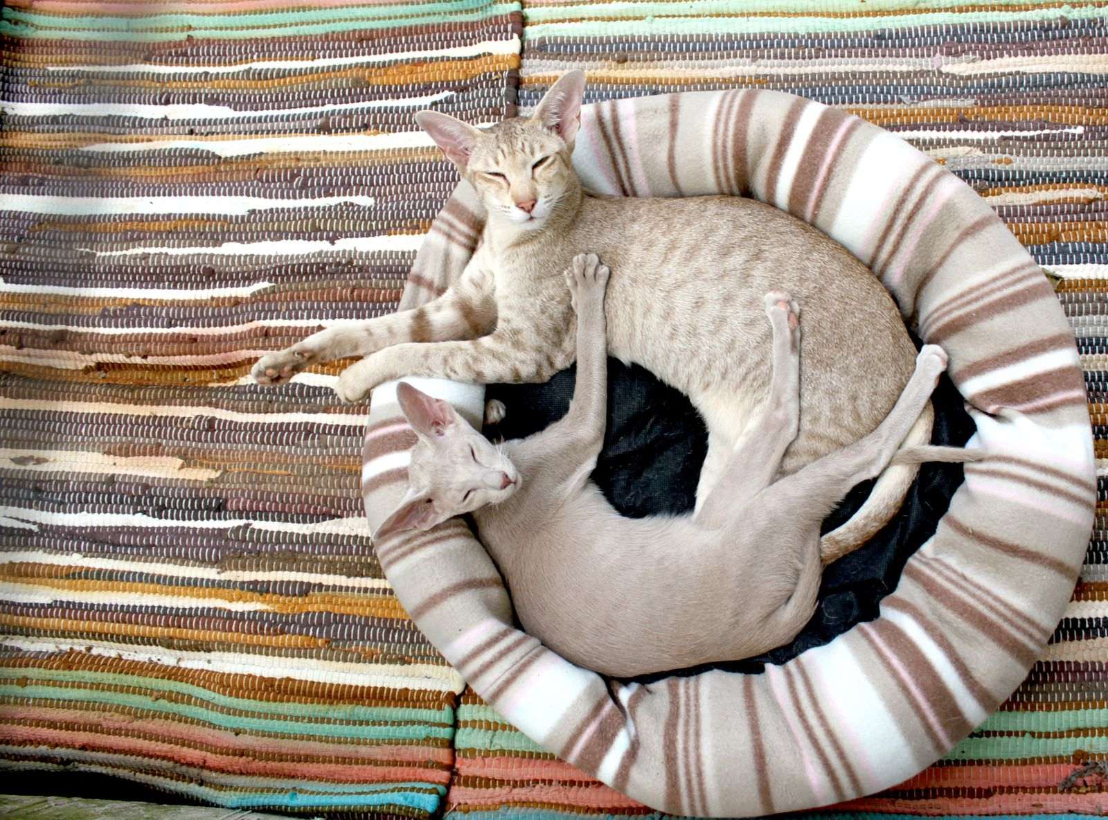 Chat Oriental Shorthair