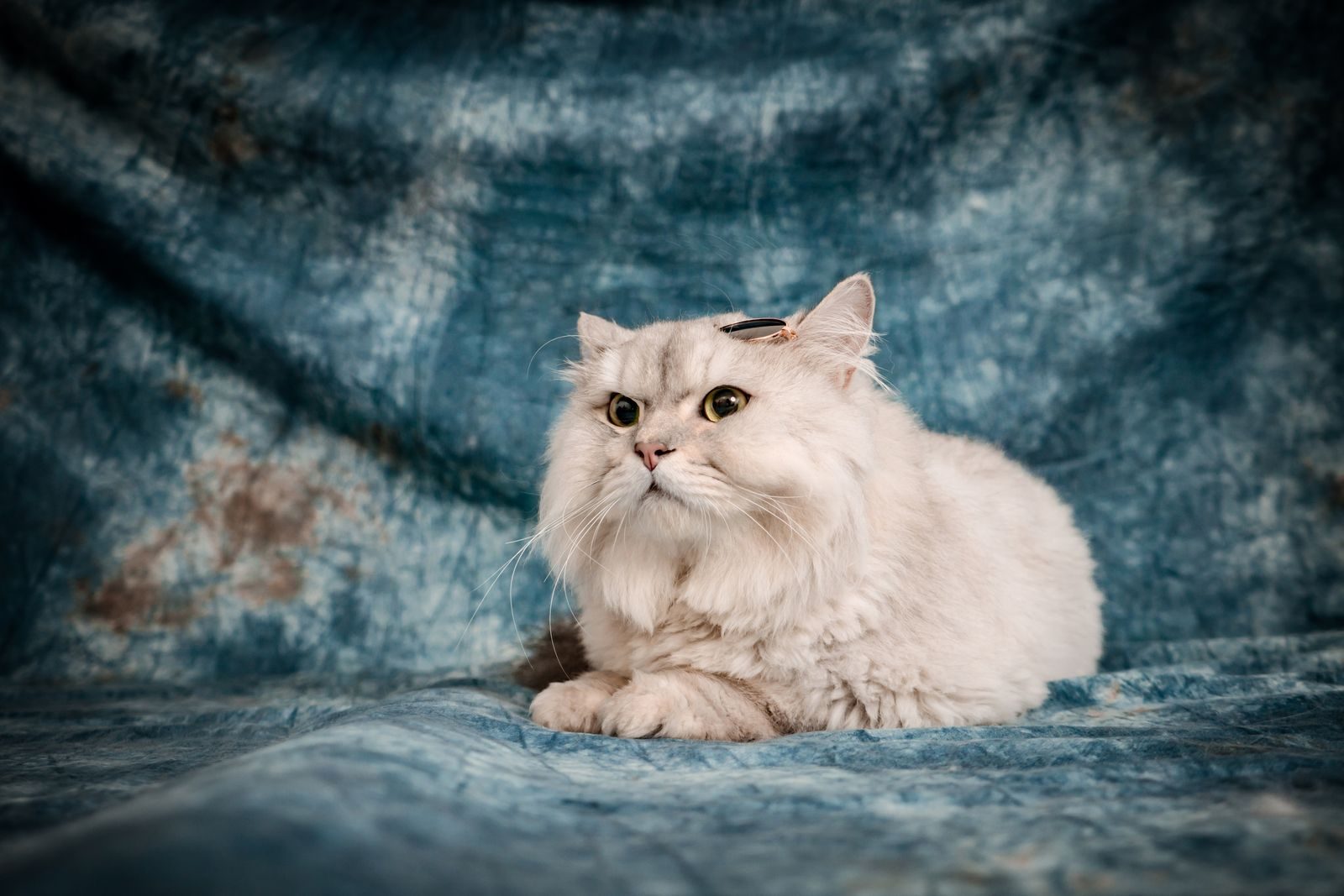 Chat Persan