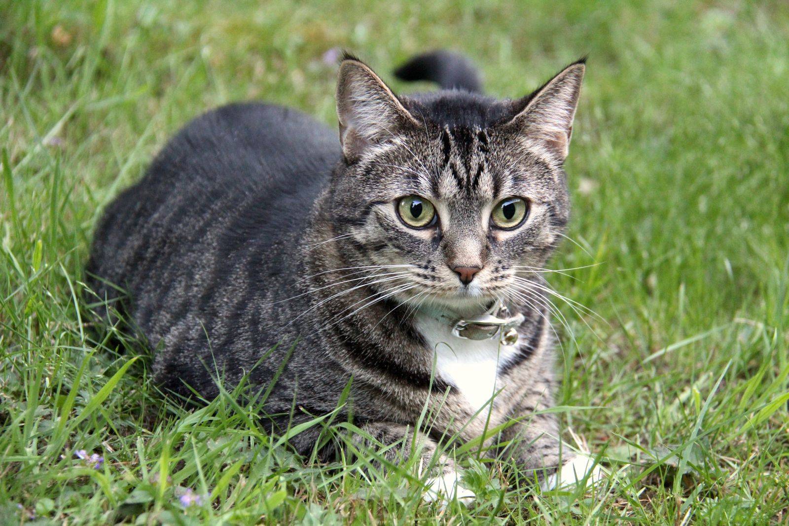 Chat tigré domestique profitant d'un moment paisible sur une herbe verte vibrante en plein air