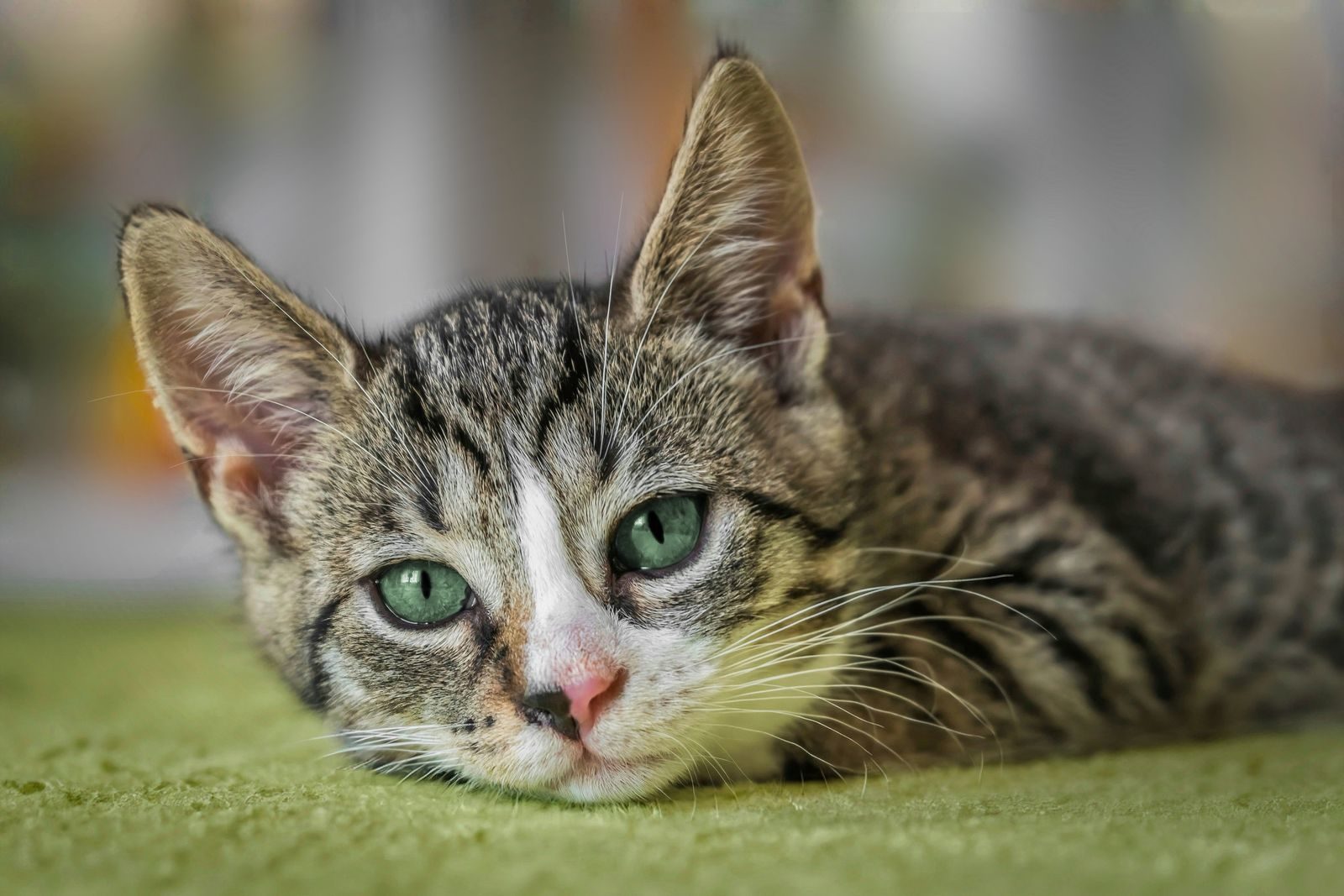 Gros plan sur un chaton tabby joueur allongé sur une couverture verte à l'intérieur