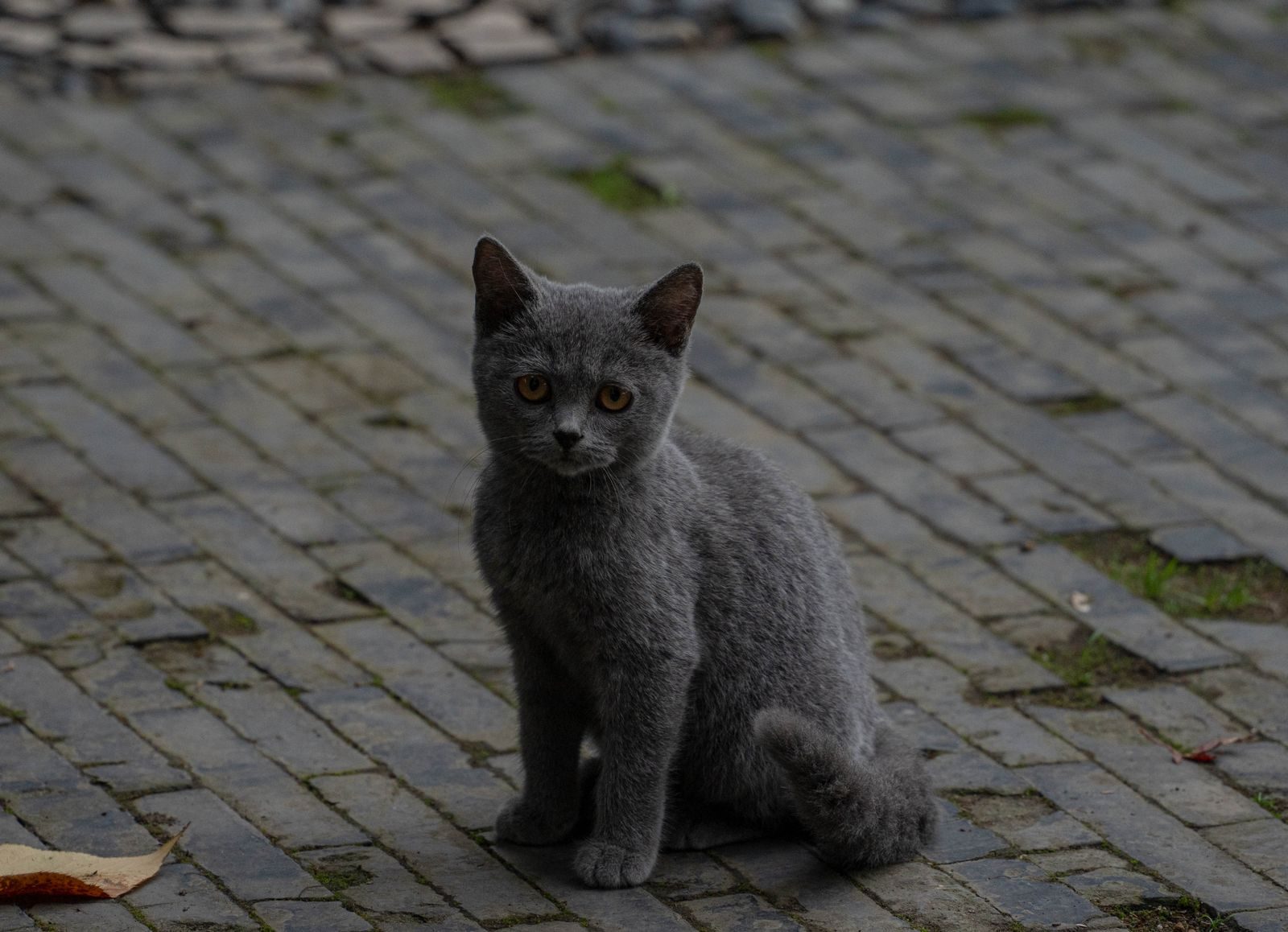 Chaton gris assis sur un pavé en extérieur pendant la journée