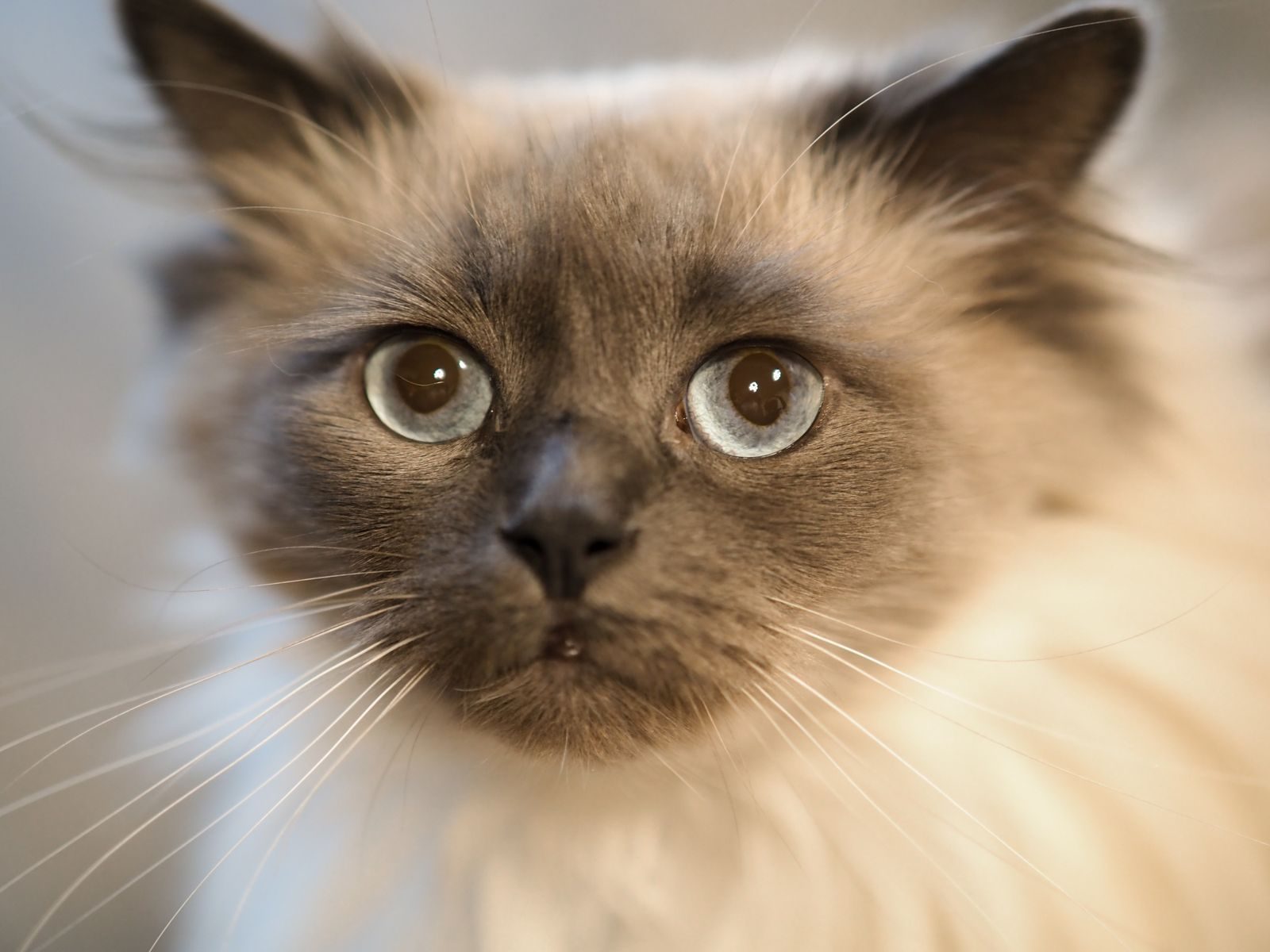 Chat Ragdoll