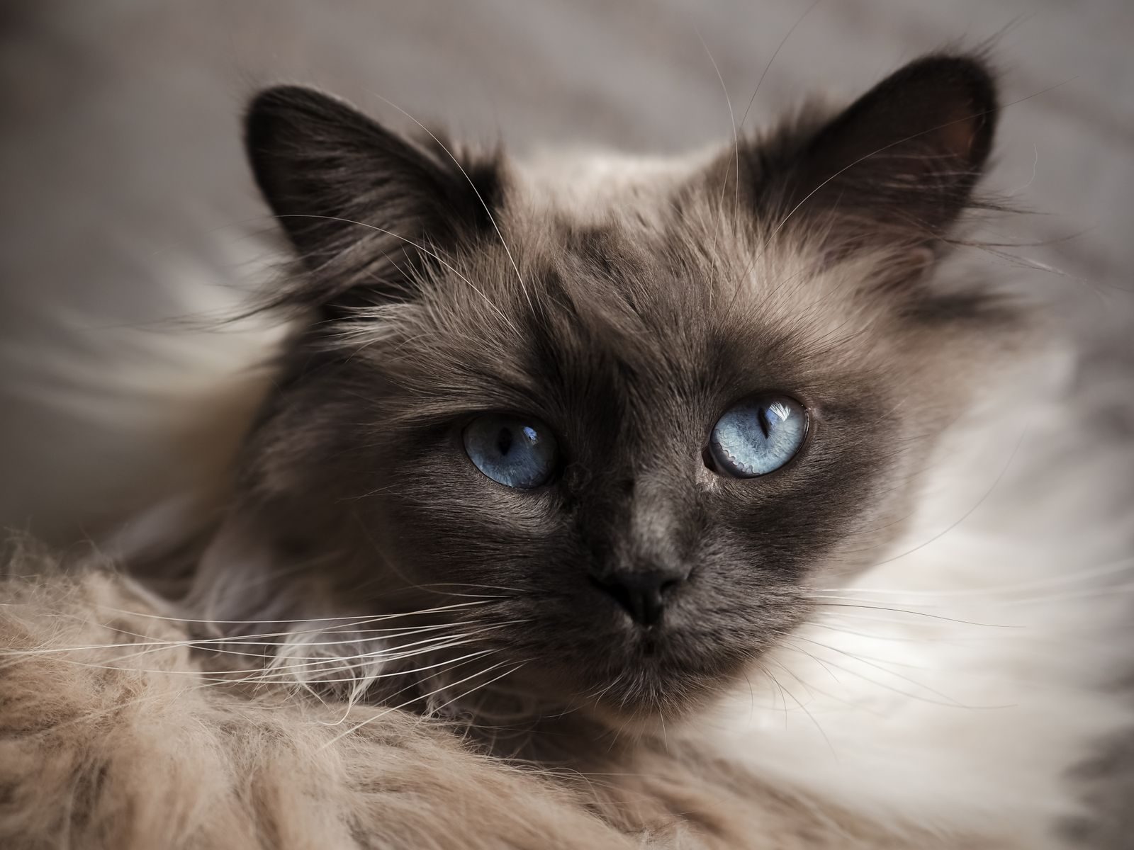 Chat Sacré de Birmanie