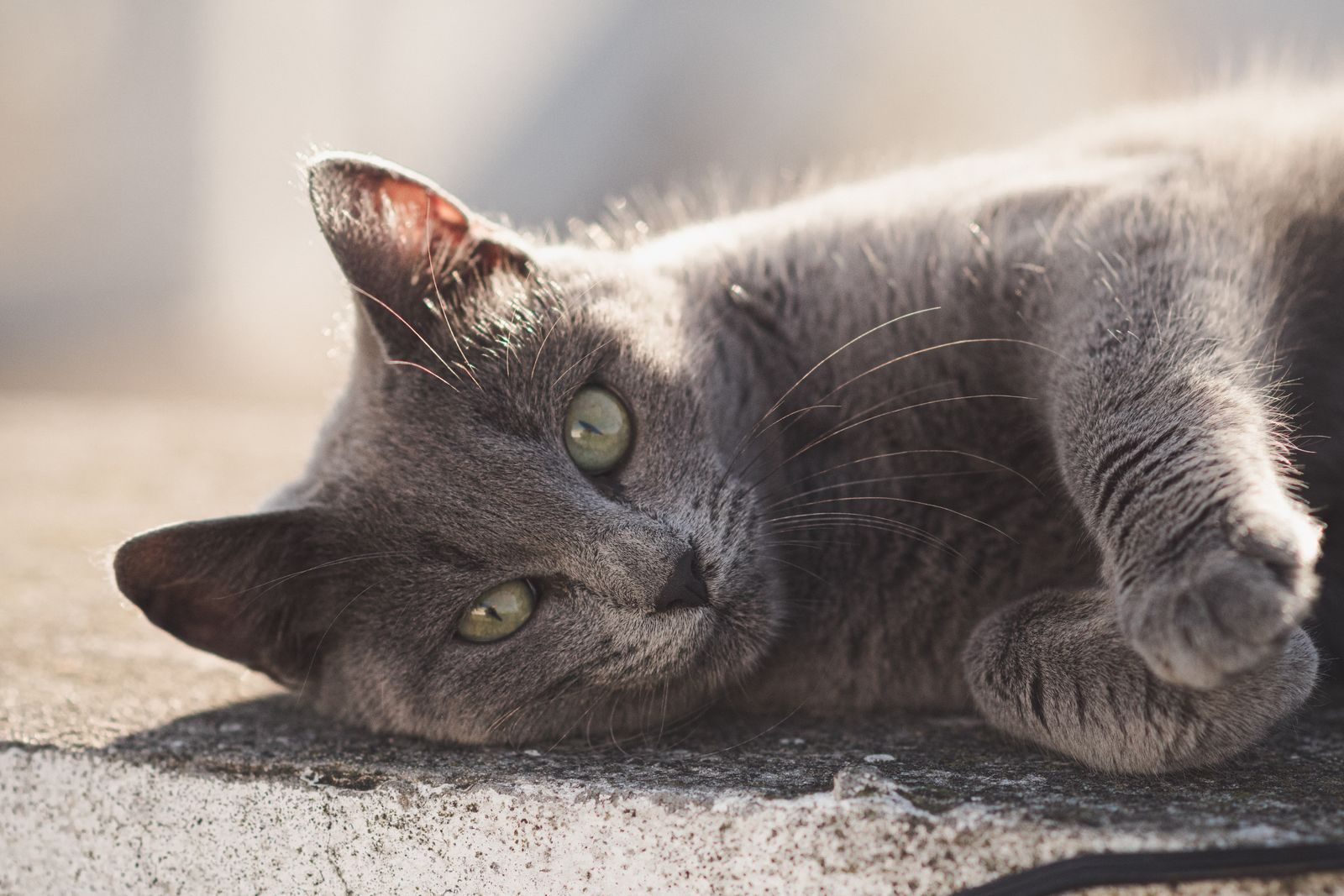 Chat gris se relaxant au soleil chaud
