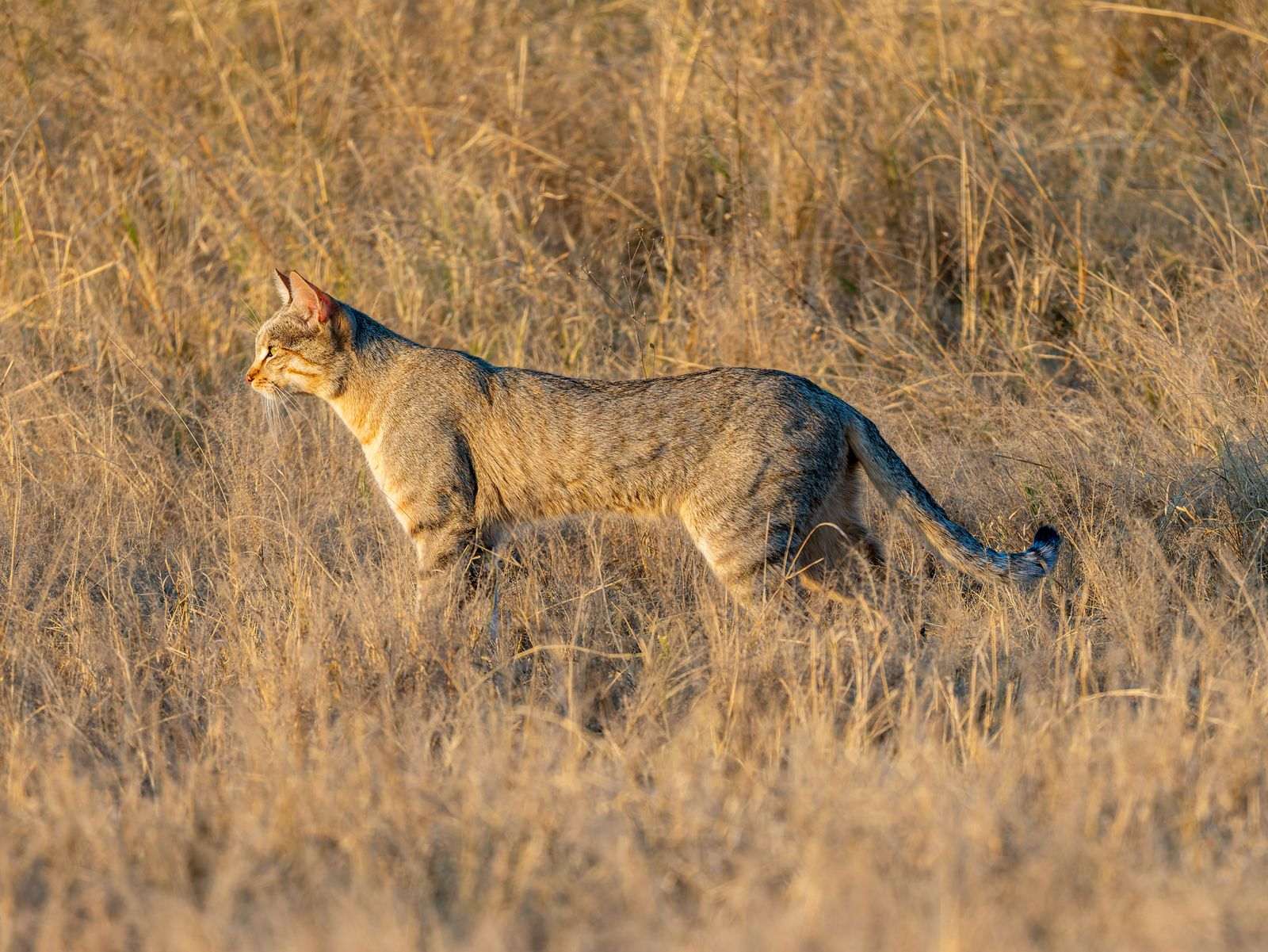 Chat Savannah