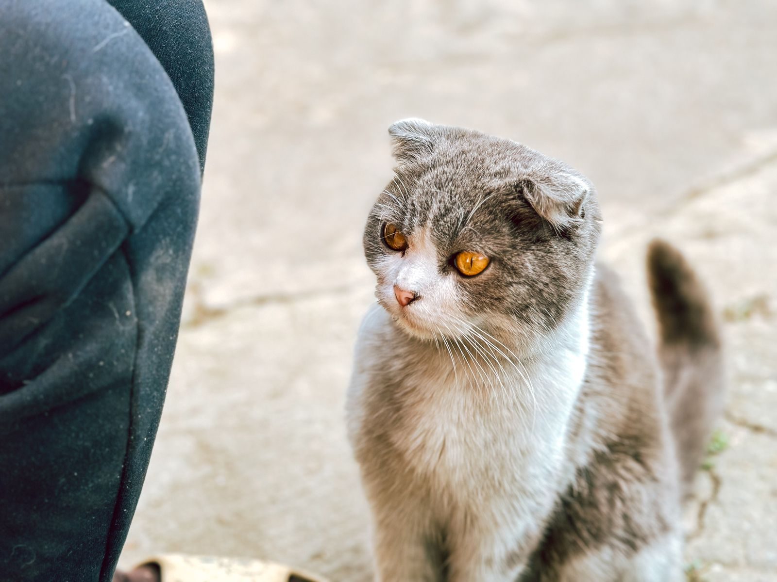 Chat Scottish Fold