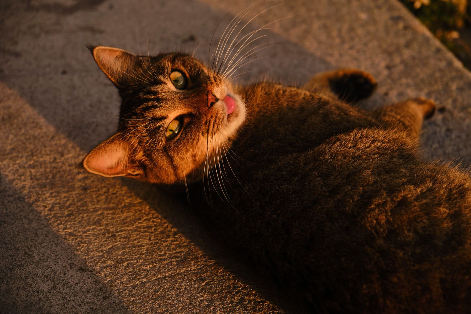 Gros plan d'un chat tigré se relaxant sur du béton au coucher du soleil