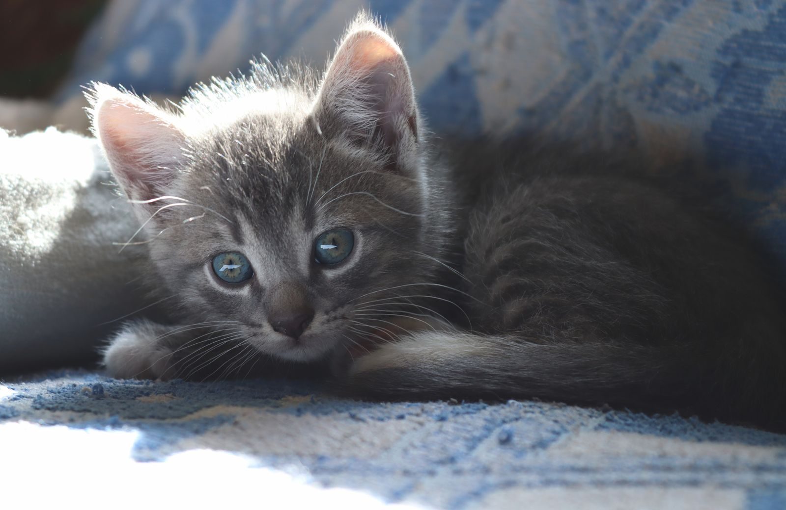 Un chaton gris aux yeux brillants, allongé sur une couverture à motifs bleus, se prélassant au soleil