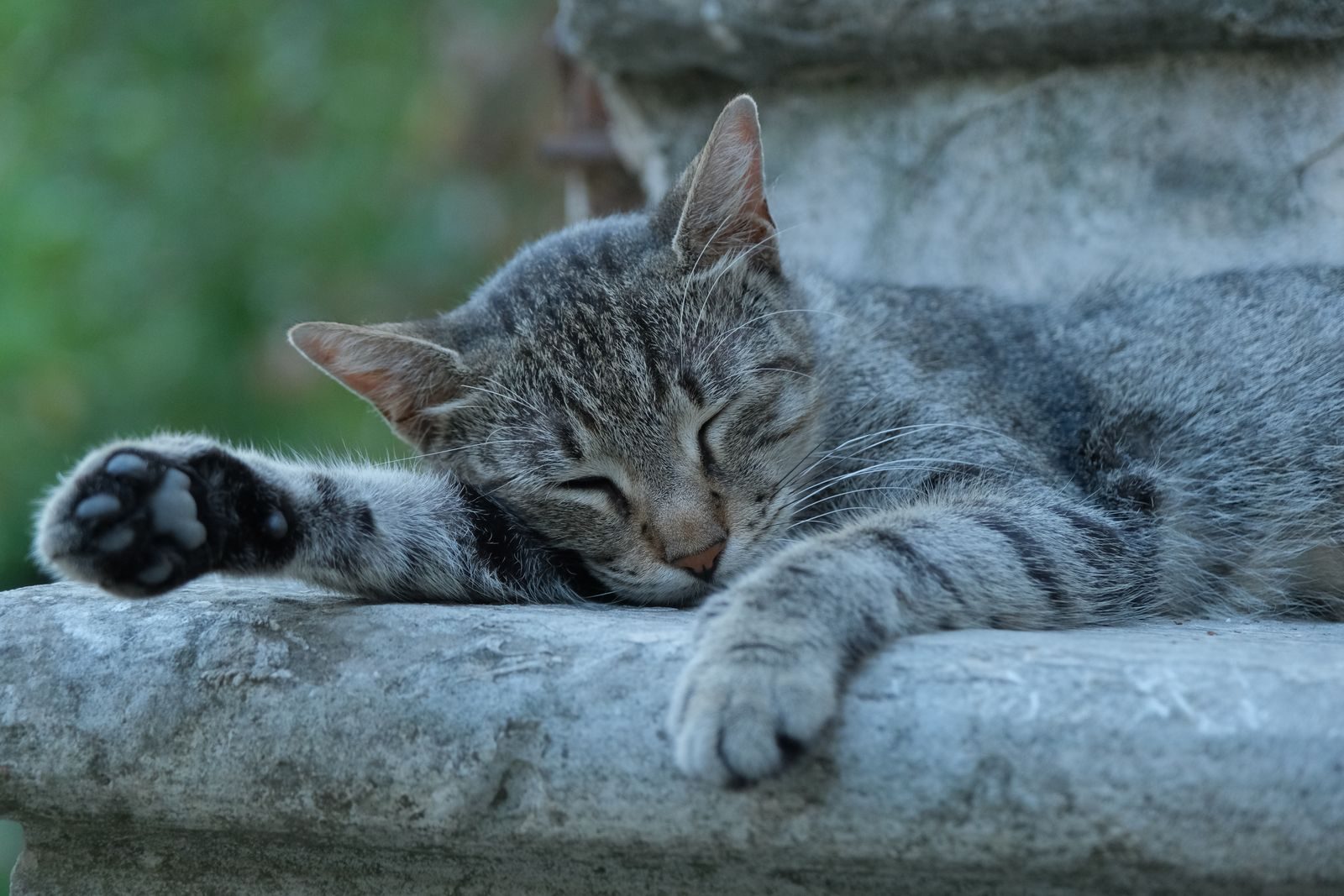 Un chat tigré gris serein fait la sieste sur des marches en pierre