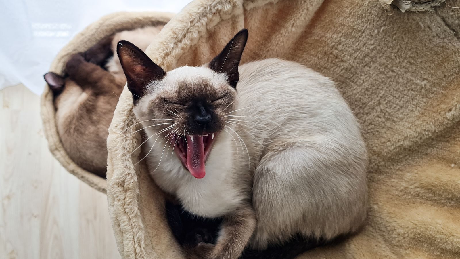 Chat Siamois