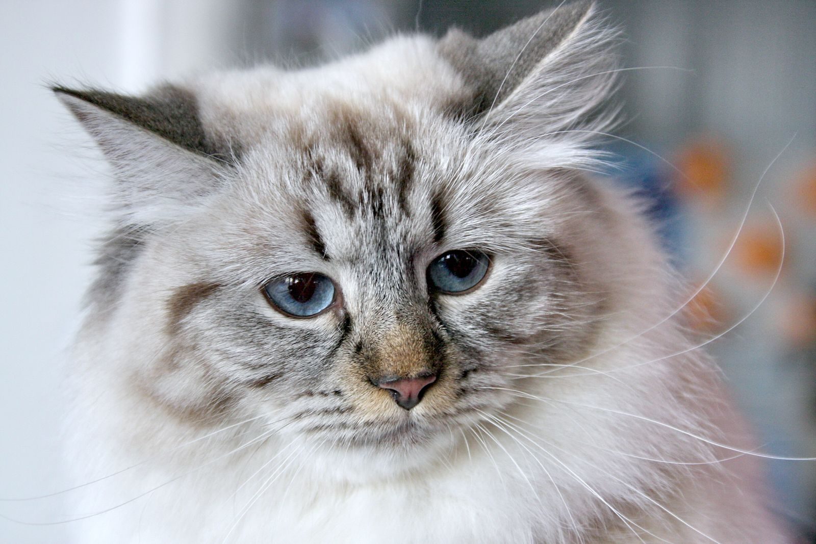 Chat Sibérien