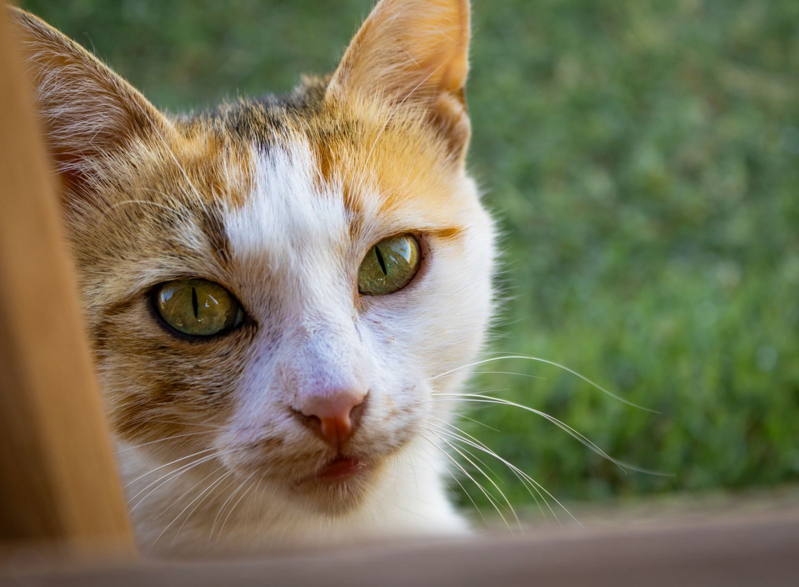 Gros plan détaillé d'un chat domestique curieux aux yeux verts regardant directement l'objectif