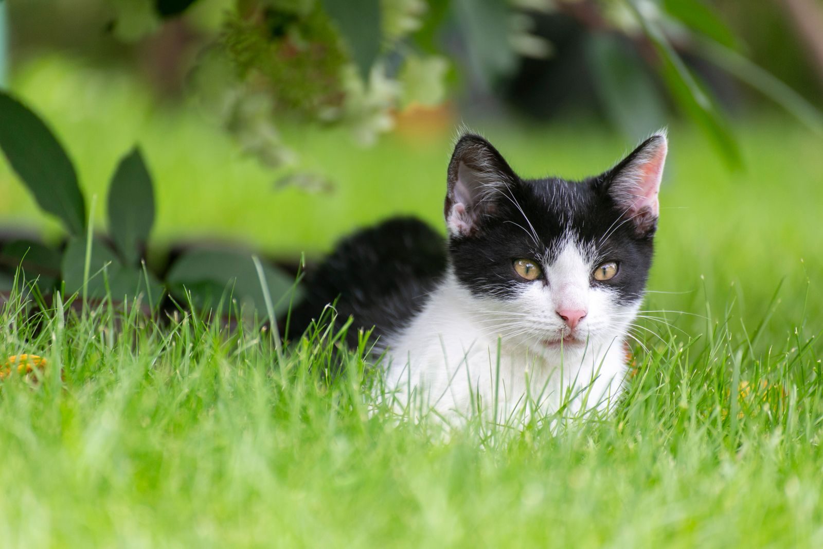 Gros plan d'un chaton noir et blanc allongé dans une herbe verte vibrante