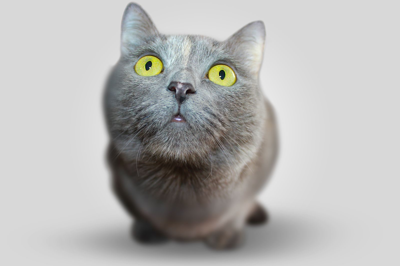 Gros plan d'un chat domestique gris curieux avec des yeux jaunes