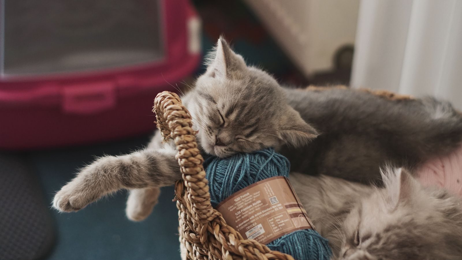 Chatons dormant paisiblement dans un panier avec du fil bleu à l'intérieur