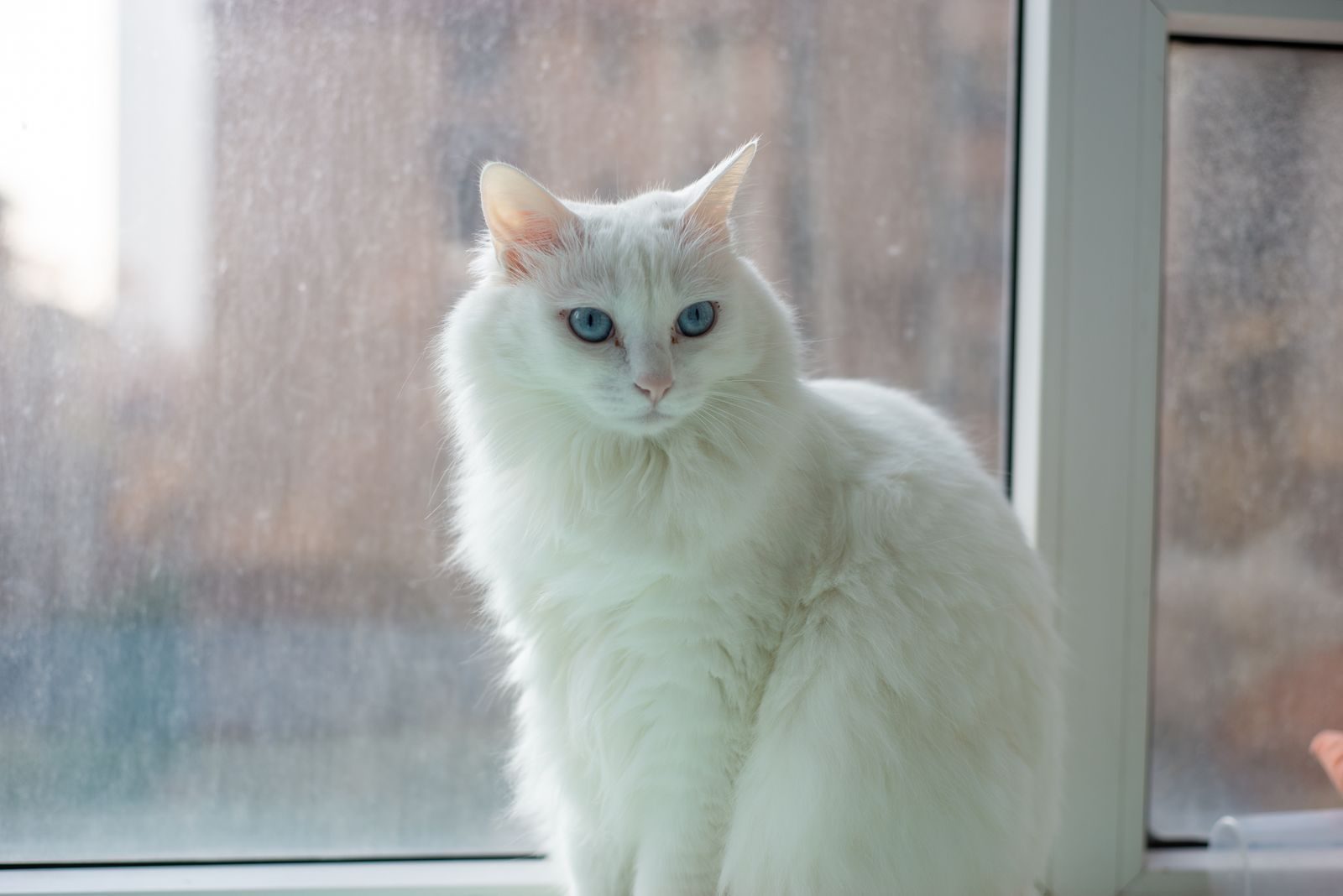 Un chat blanc duveteux aux yeux bleus est assis avec grâce près d'une fenêtre