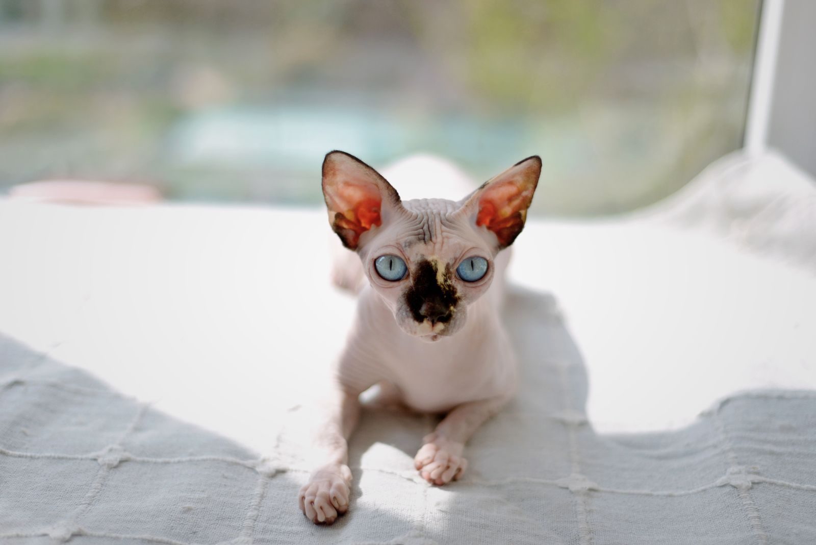 Chat Sphynx