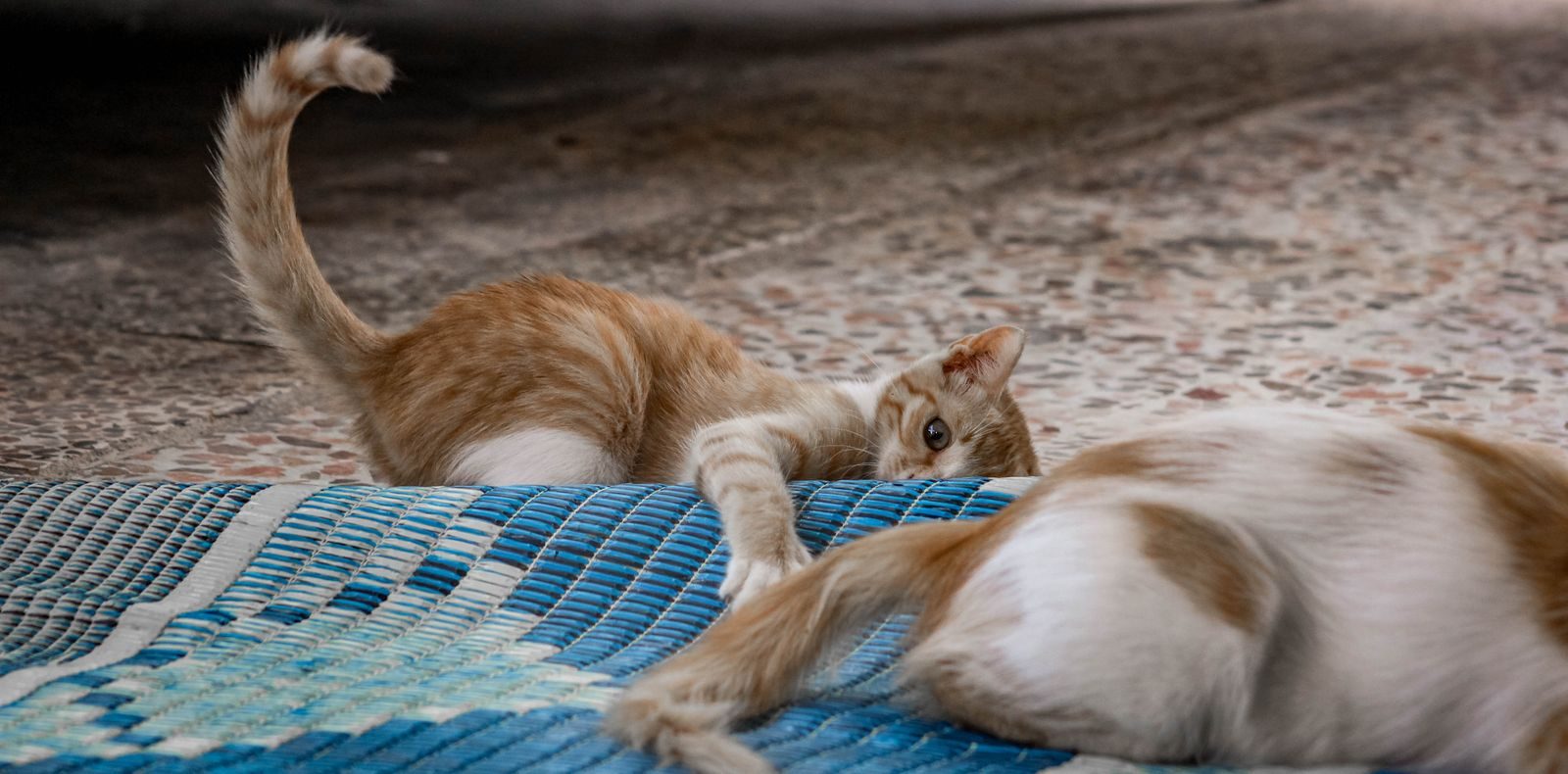 Deux chatons joueurs interagissant sur un tapis tissé coloré à l'intérieur