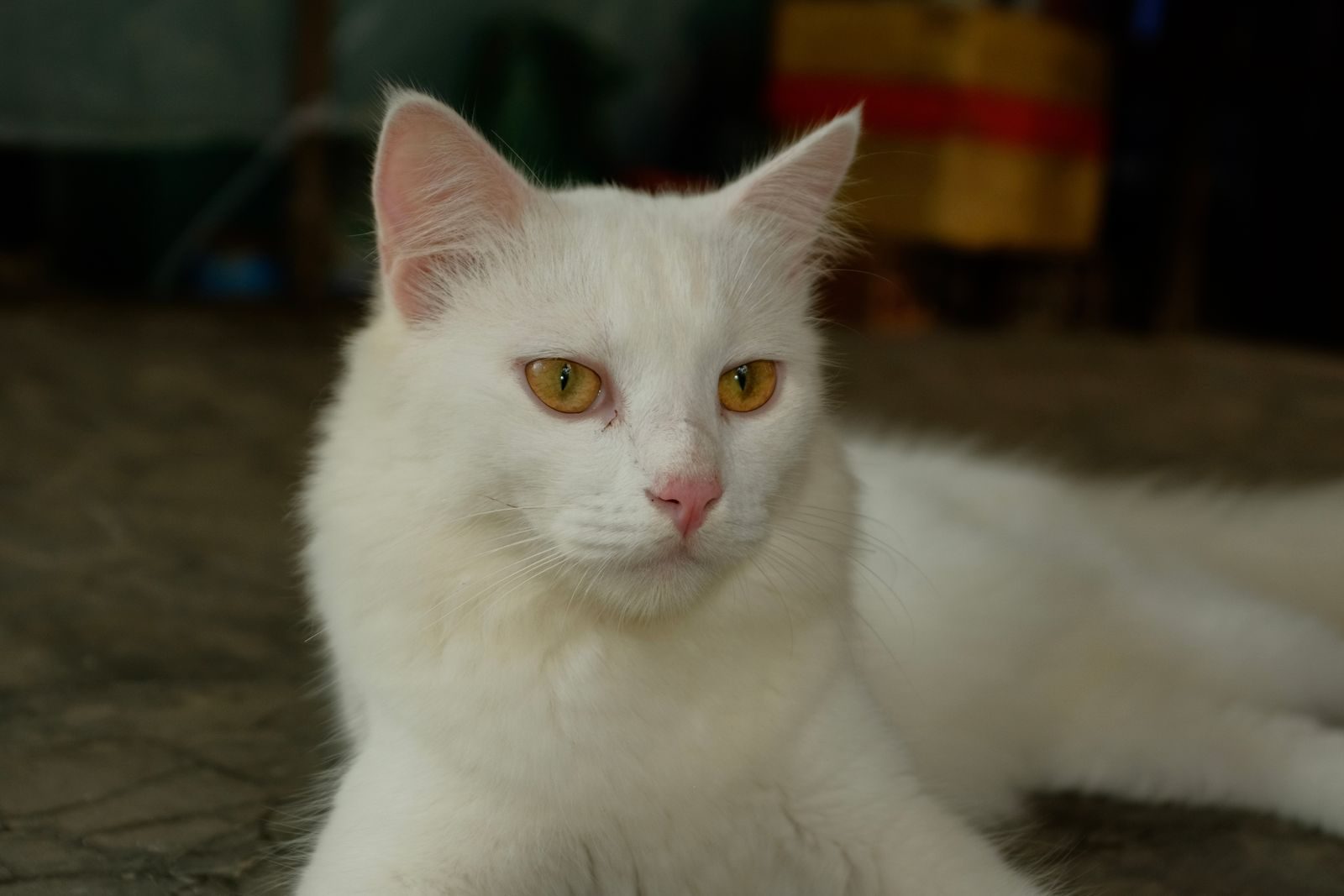 Un chat blanc aux yeux dorés se prélasse à l'intérieur