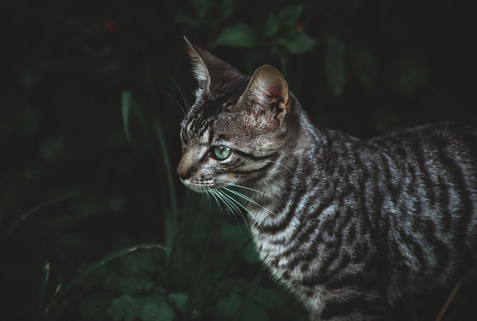 Chat Toyger