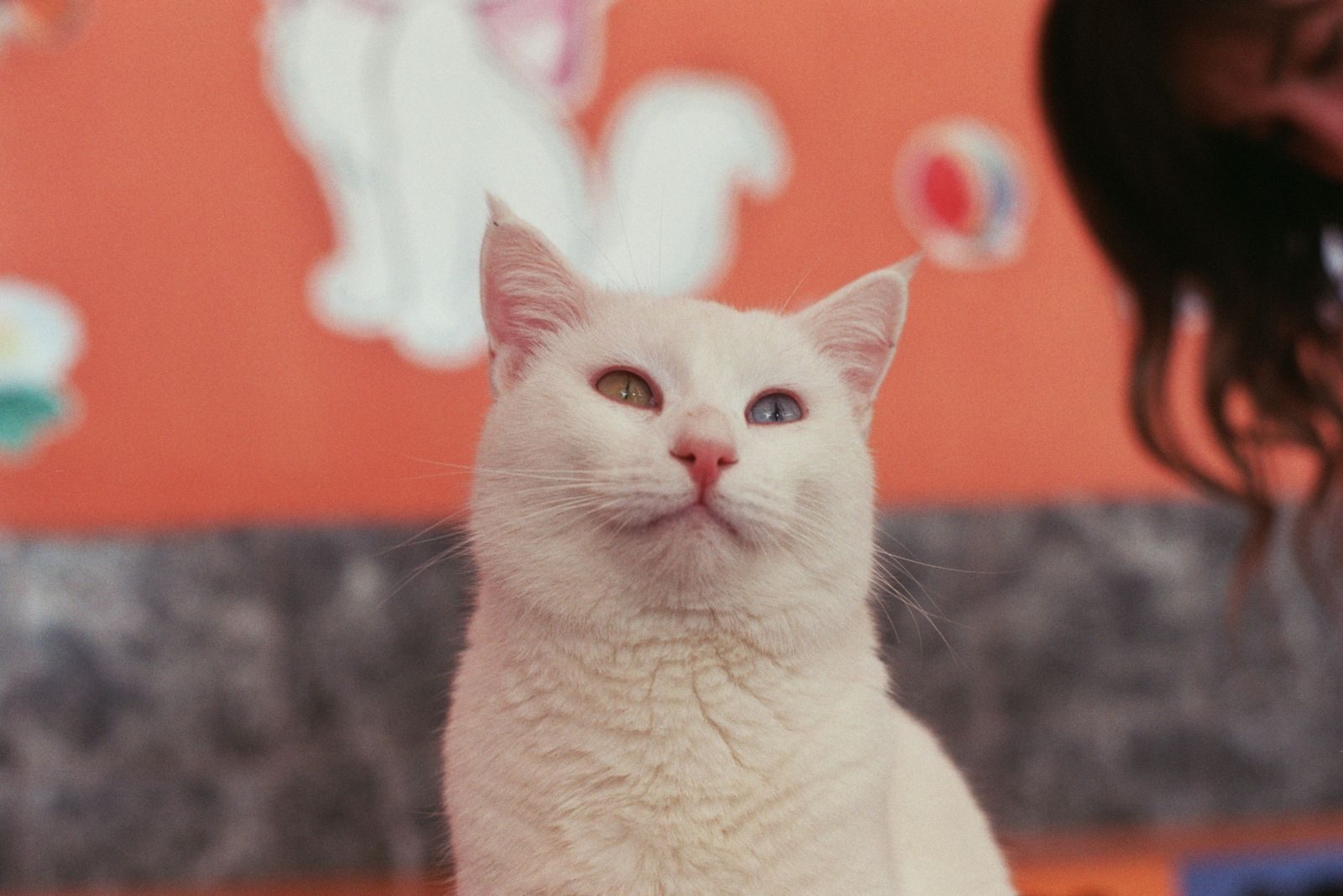 Chat Turc de Van