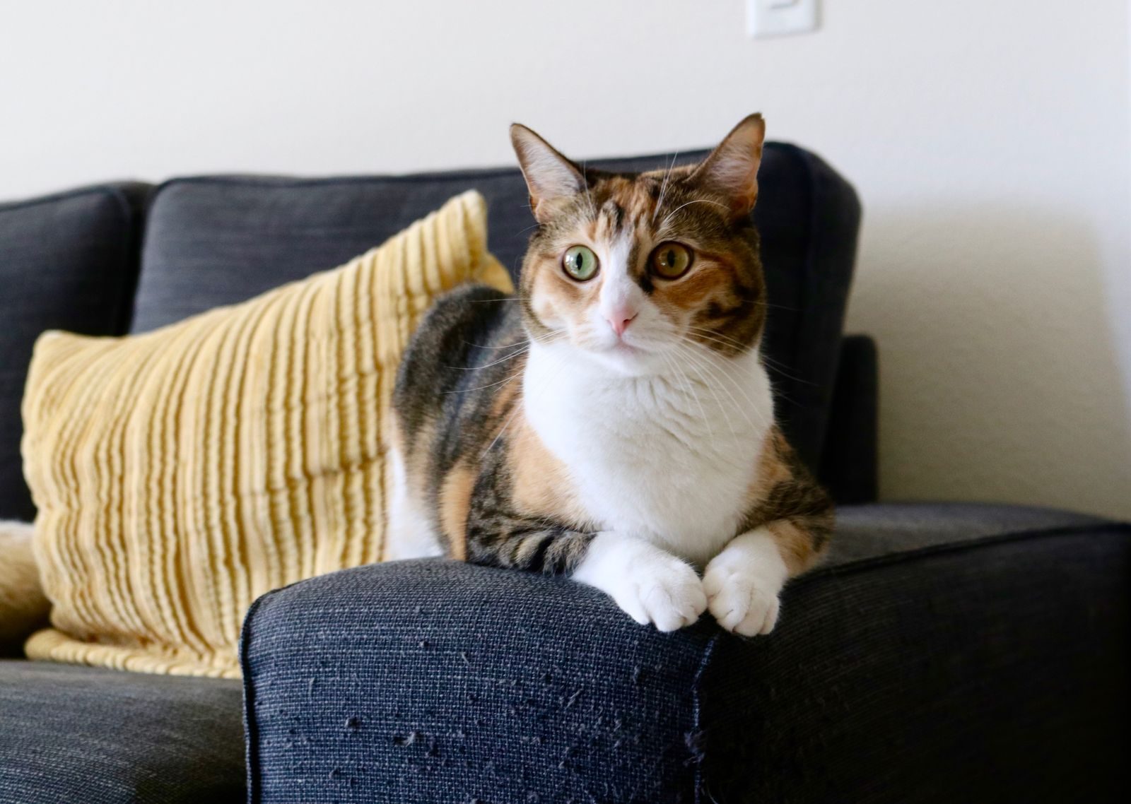 Chat calico se relaxant sur un canapé à l'intérieur avec un oreiller jaune, ambiance paisible