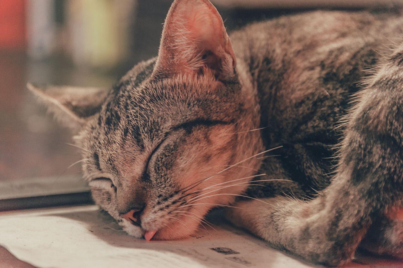 Gros plan d'un chat tigré dormant à l'intérieur