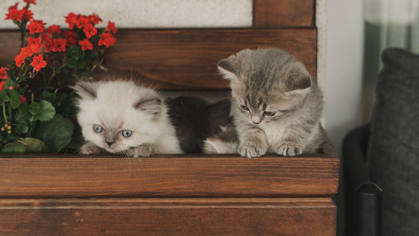 Chatteries par races Deux chatons se prélassant sur un banc en bois à côté de fleurs rouges vibrantes